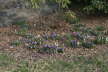 Central_Park_Flowers
